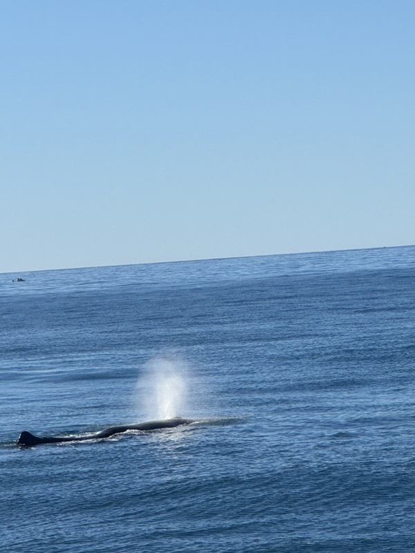 Le souffle de la baleine