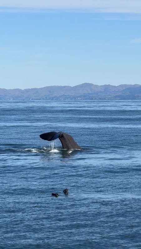 Et hop la baleine retourne dans le fond marin. Les tâches noires devant ce sont des otaries