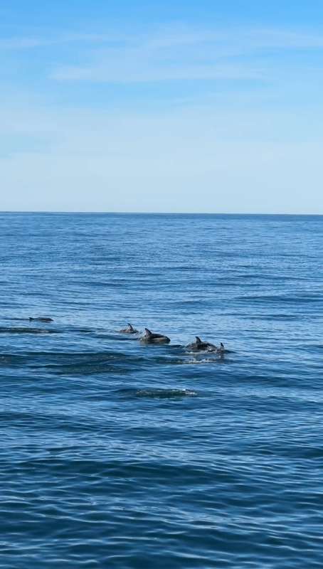 Les dauphins