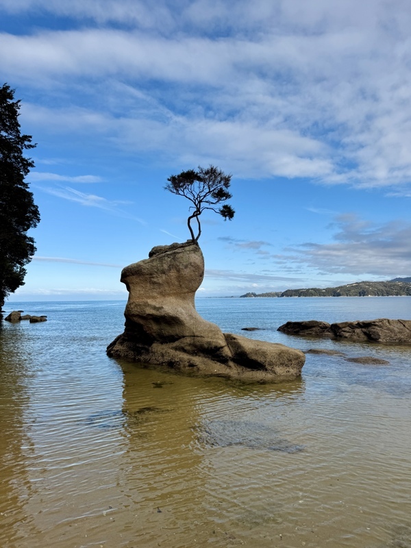 L’arbre qui pousse sur le rocher