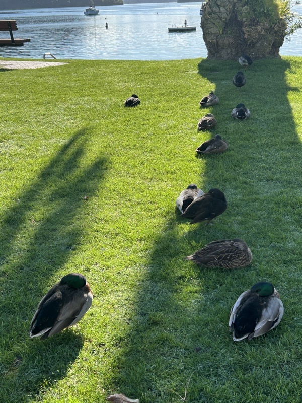 Ils font tous la sieste
