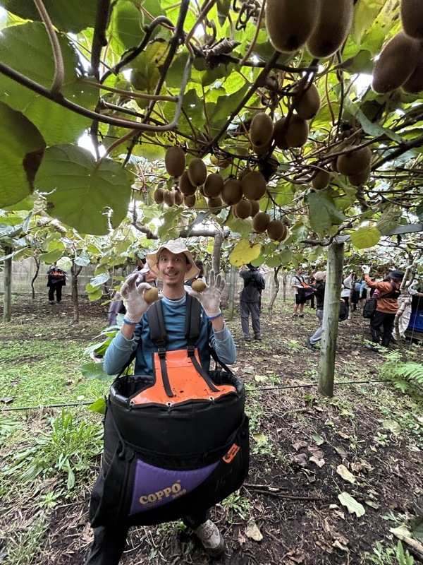 Récolte des kiwis