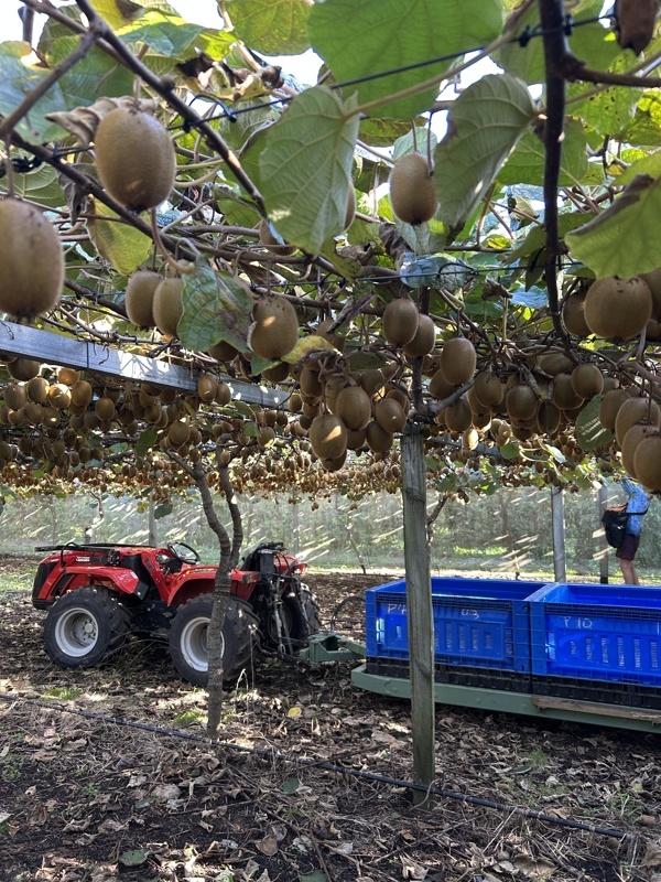Récolte des kiwis