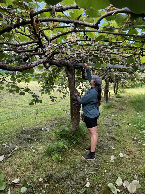 Toujours aussi petite, merci la tige en métal pour attraper les branches trop hautes