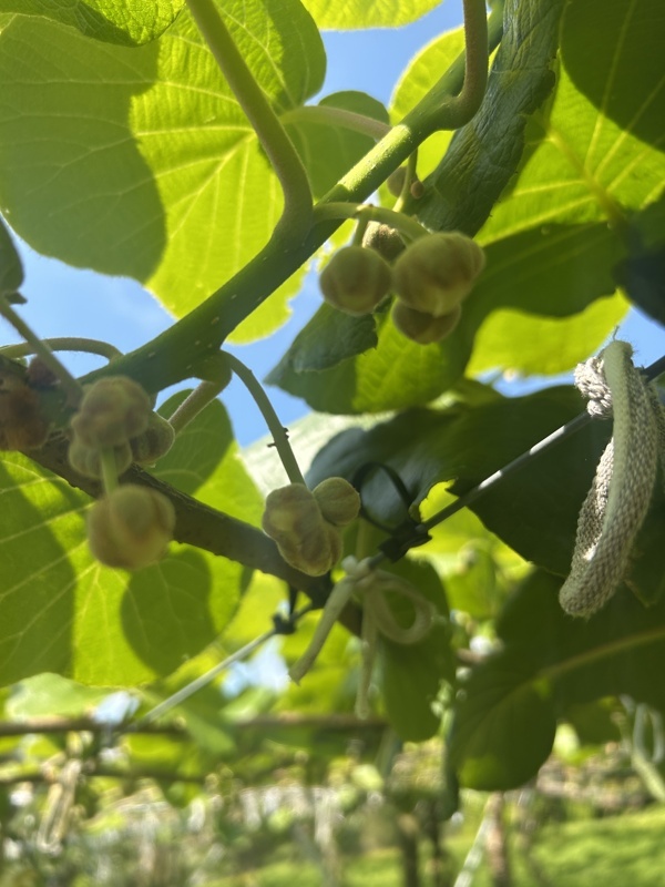 Bourgeons