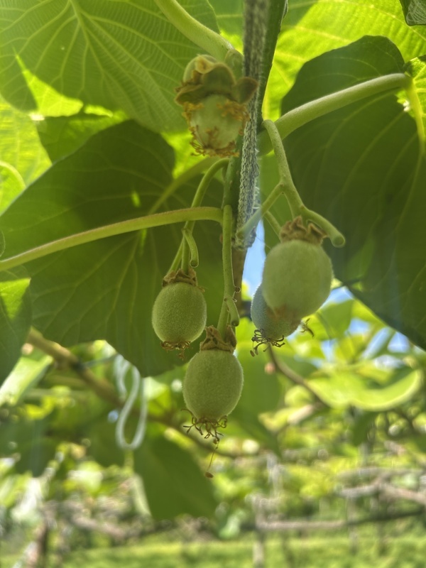 Début du kiwi