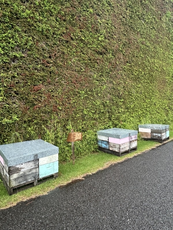 Le doux bruit des abeilles …