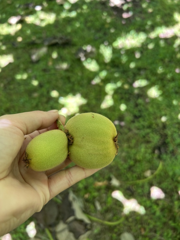 Ceux que nous devions retirer des branches