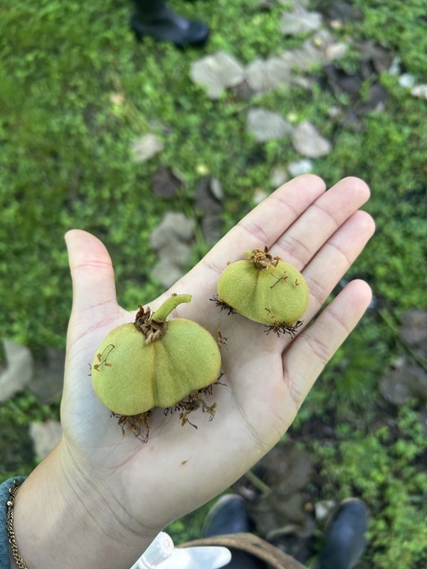 3 bourgeons qui ont grandi trop collé ca donne ca