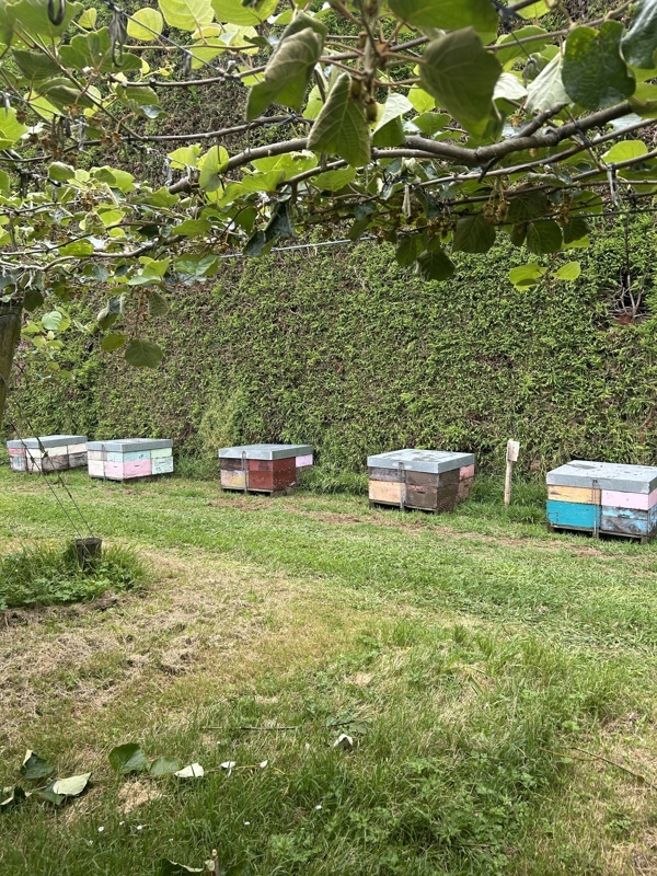 Toujours la les ruches