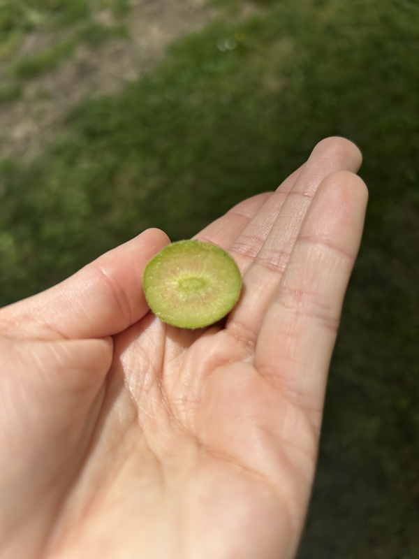 L’intérieur d’un mini kiwi gold, ca ressemble déjà à un kiwi
