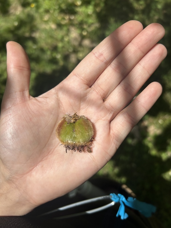 Kiwi Green difforme