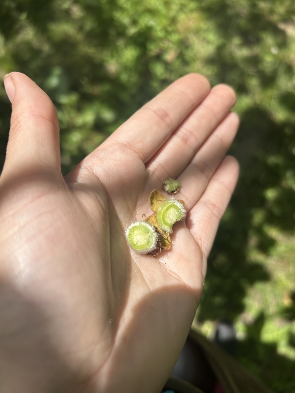 Intérieur d’un mini kiwi Green