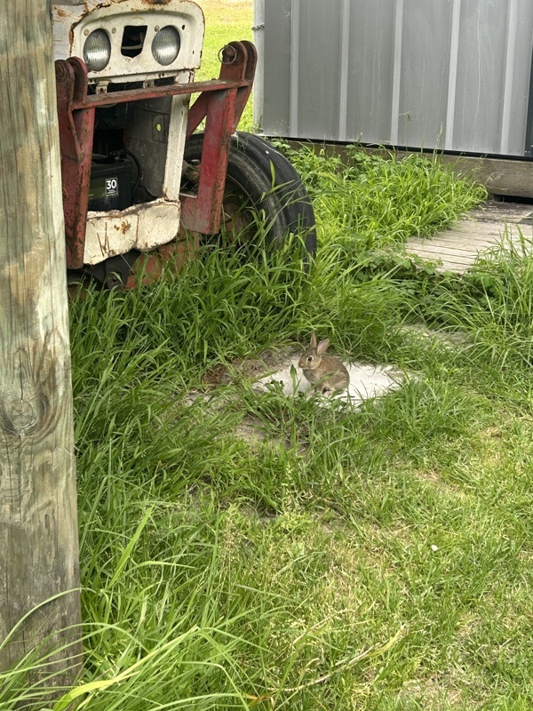 On avait souvent un bébé lapin vers notre terrasse