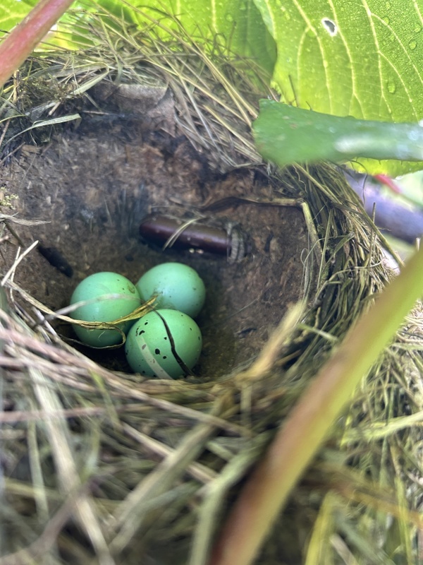 Il y a beaucoup de nid dans les vergers, ici c’était un nid à coté de notre terrasse