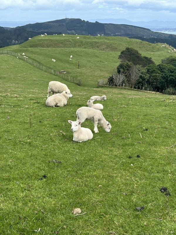 Toujours autant de moutons, peu importe où on allait