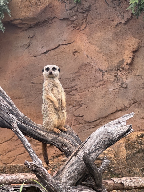 Suricate