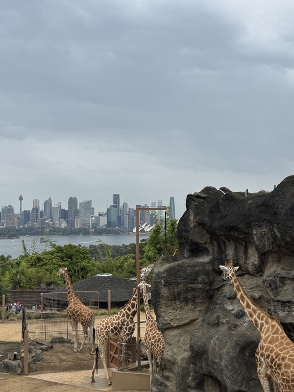 Les girafes ont la vue sur l’opéra