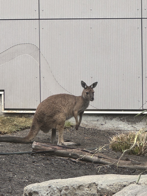 Kangourou