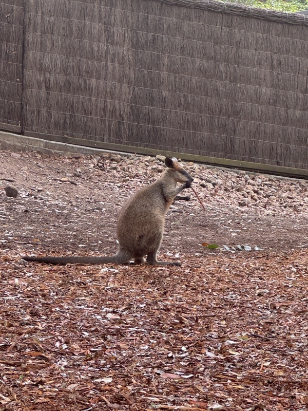 Wallaby