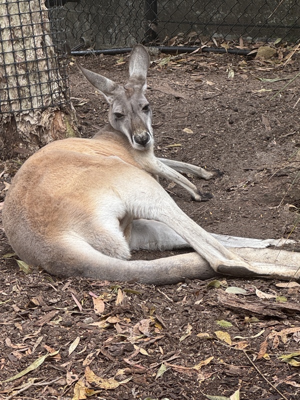 Kangourou