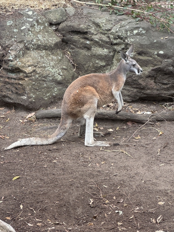 Kangourou