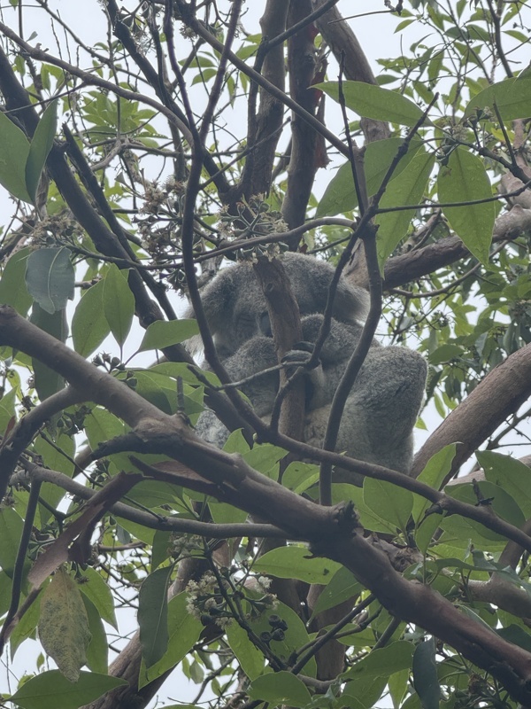 Koala trop mignon