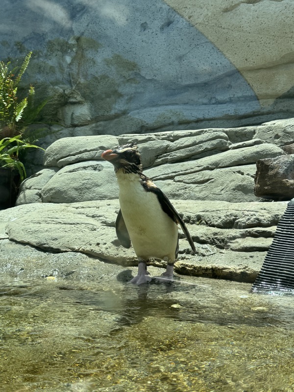 Pingouin
