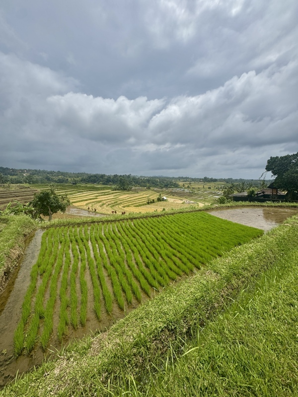 Rizières