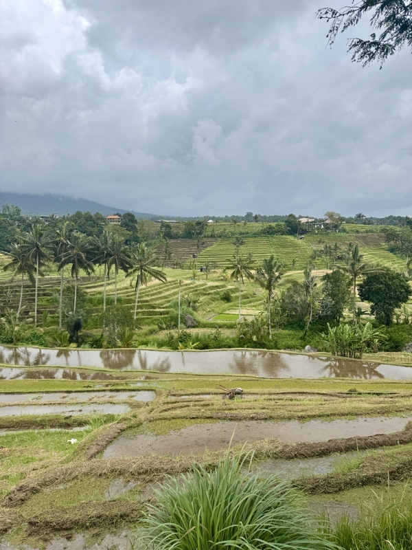 Rizières