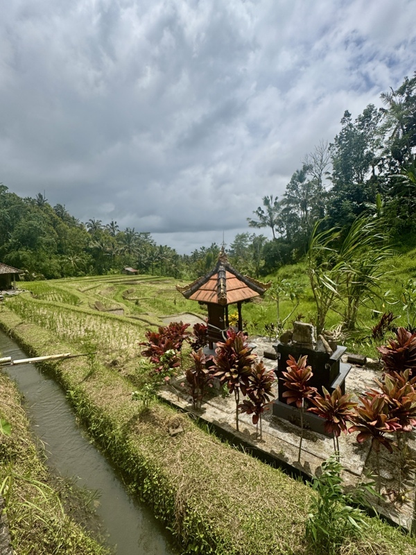 Rizières