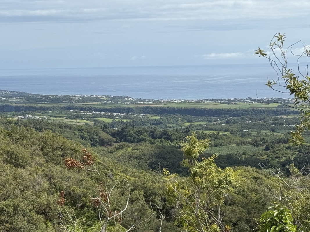 La plaine des palmistes
