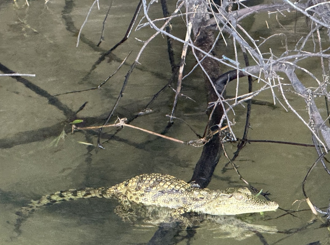 Bébé crocodile, environ 30 cm