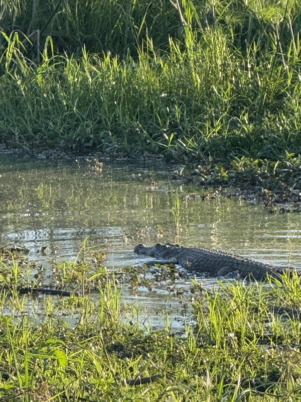 Moins bébé , toujours crocodile!