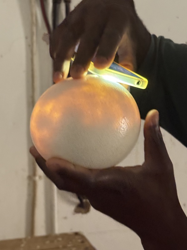 Avec la lumière à travers pour voir s’il y a une vie dedans ou non