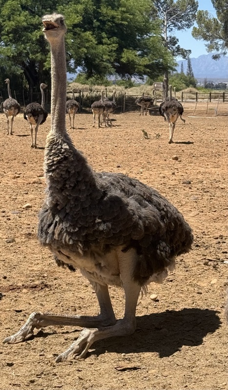 Celles derrières sont en fait sur la pointe des pieds