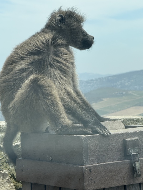 lui il nous a fait tres peur. sur une aire de repos pour prendre la photo suivant du cap west vue du col, il a essayé de rentrer dans la voiture en ouvrant par la poignée de la porte. il est rentré dans la voiture des voisins paniqués, normal!