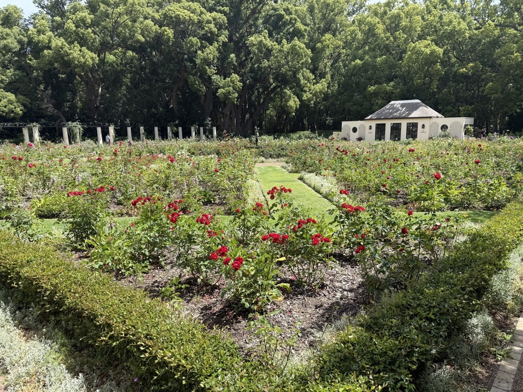 roseraie
