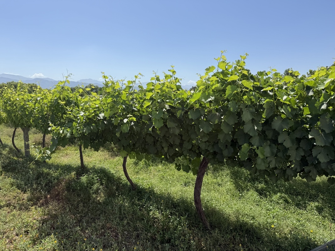 pieds de vigne pour la quantité