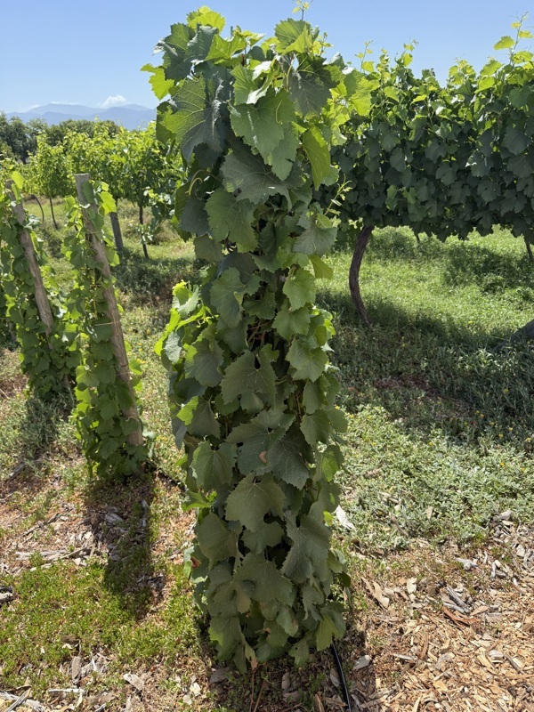 et ceux ci pour la qualité