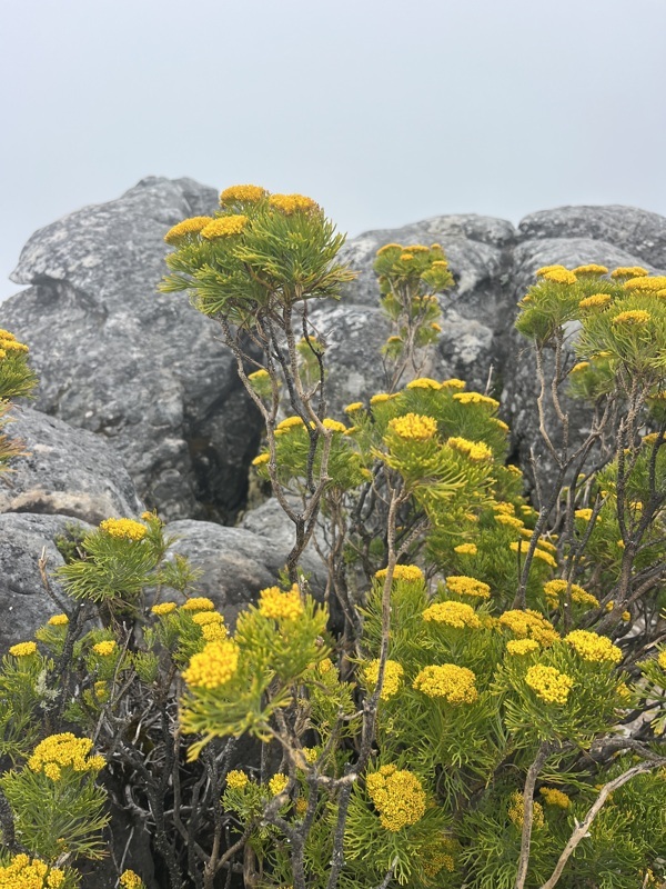 paysage...breton? irlandais? ecossais?