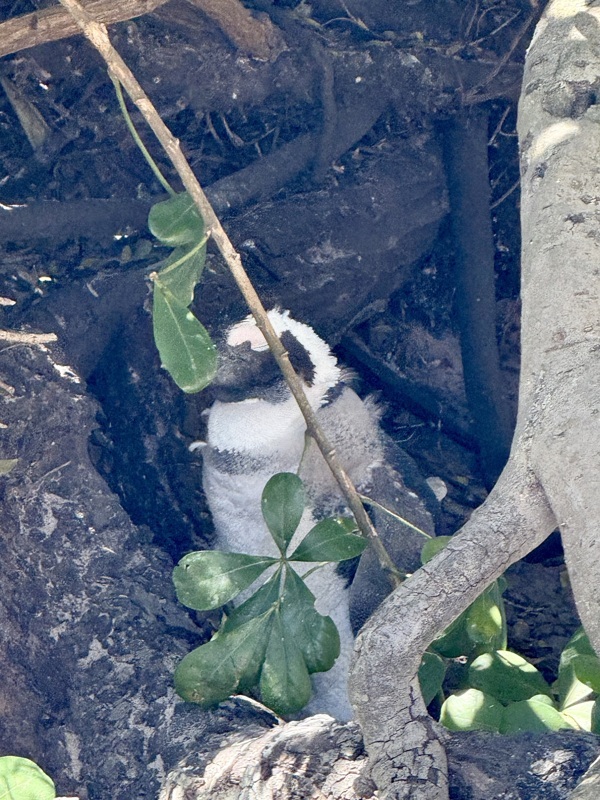 un manchot bien caché vers Boulders bay