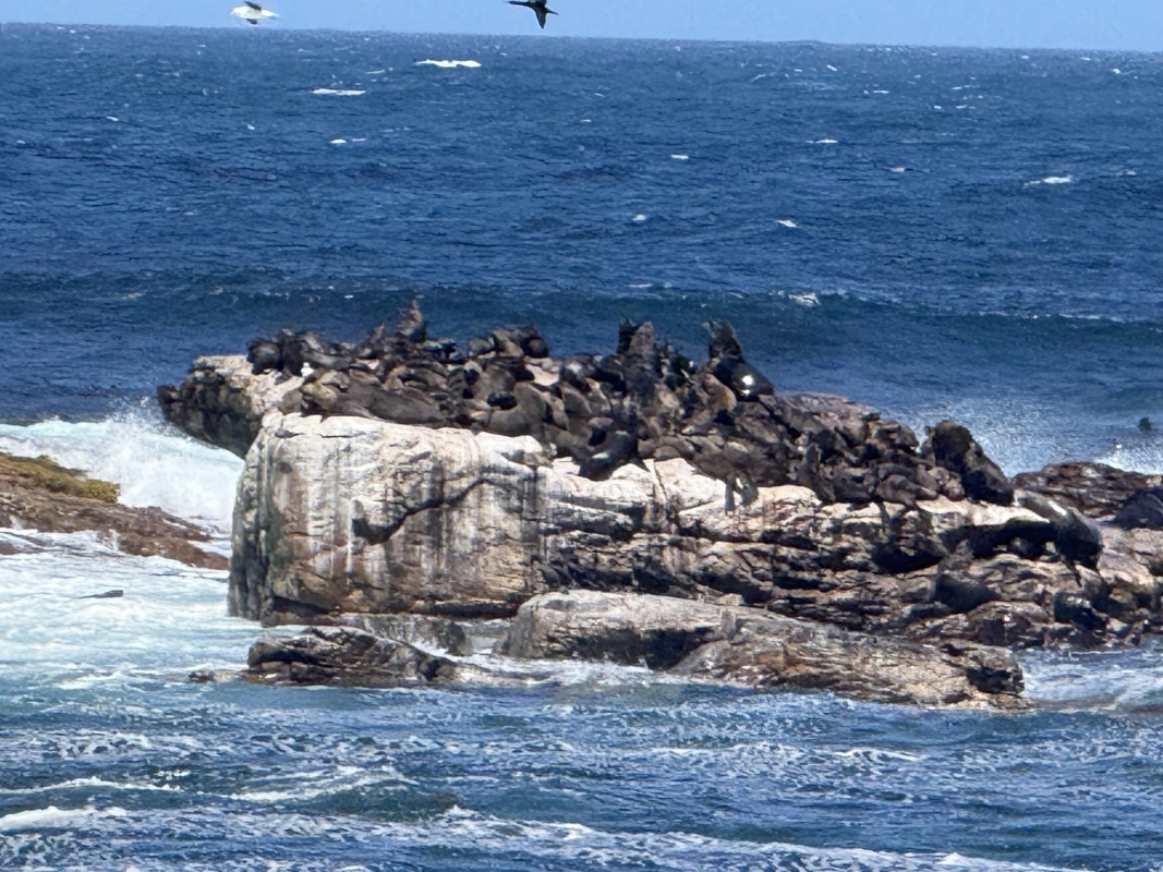 des phoques et otaries en bas du caillou du cap de bonne -esperance