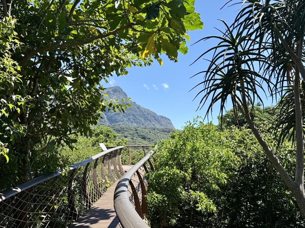 Une passerelle pour admirer la canopée