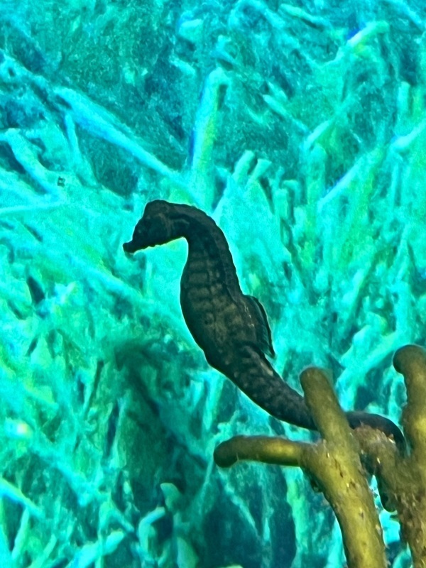 Emblème du Brusc retrouvé en AFS