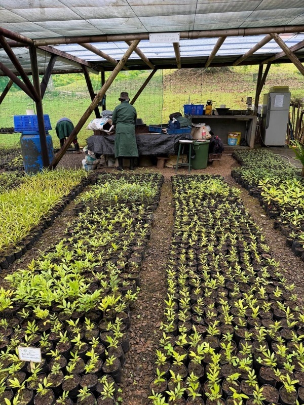cultures pour replantage dès que les pousses seront pretes
