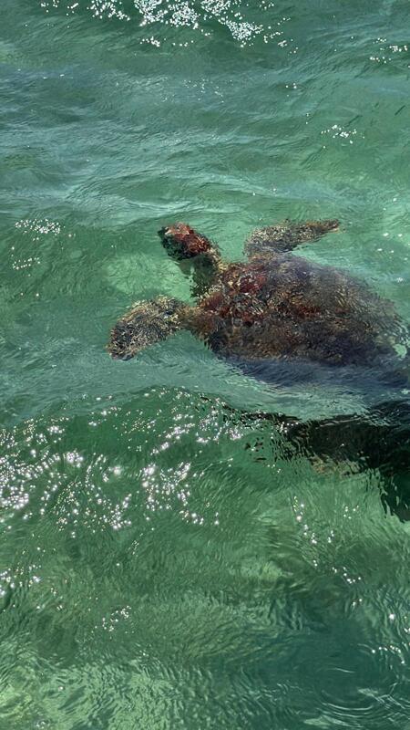 belles et très grandes