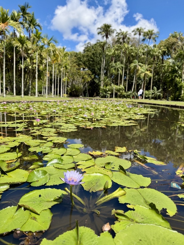 Jardin de Pamplemousse