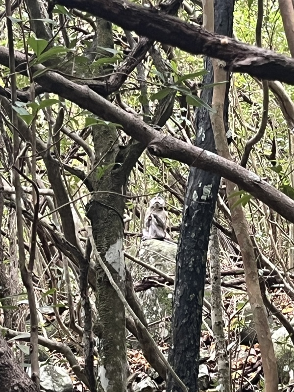 Une petite famille de singes à notre Rencontre