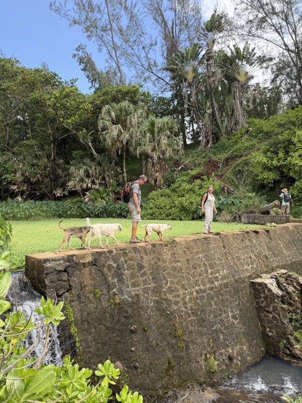 ils sont maintenant 4 voir 5 chiens à nous accompagner